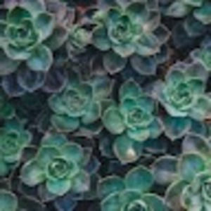 Meet your Posher, Addison